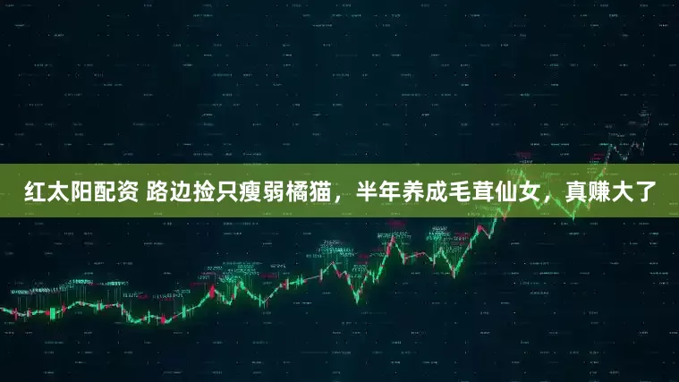 红太阳配资 路边捡只瘦弱橘猫，半年养成毛茸仙女，真赚大了