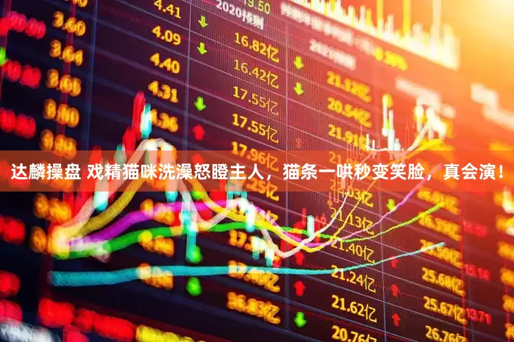 达麟操盘 戏精猫咪洗澡怒瞪主人，猫条一哄秒变笑脸，真会演！